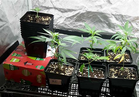 should i grow two clones in the same bag|how to replant clones.